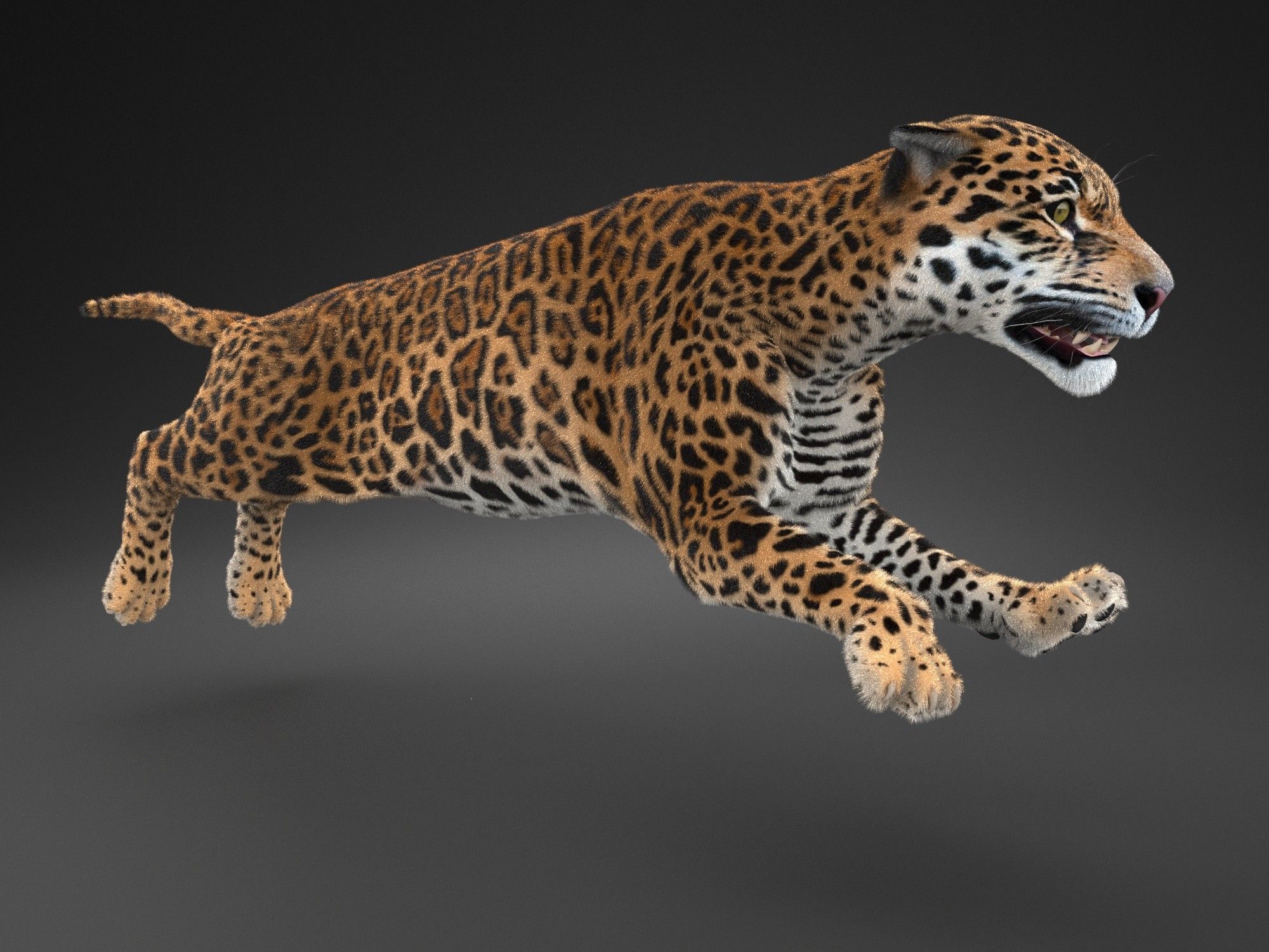 Panthera Onca - American Jaguar 3D model_1