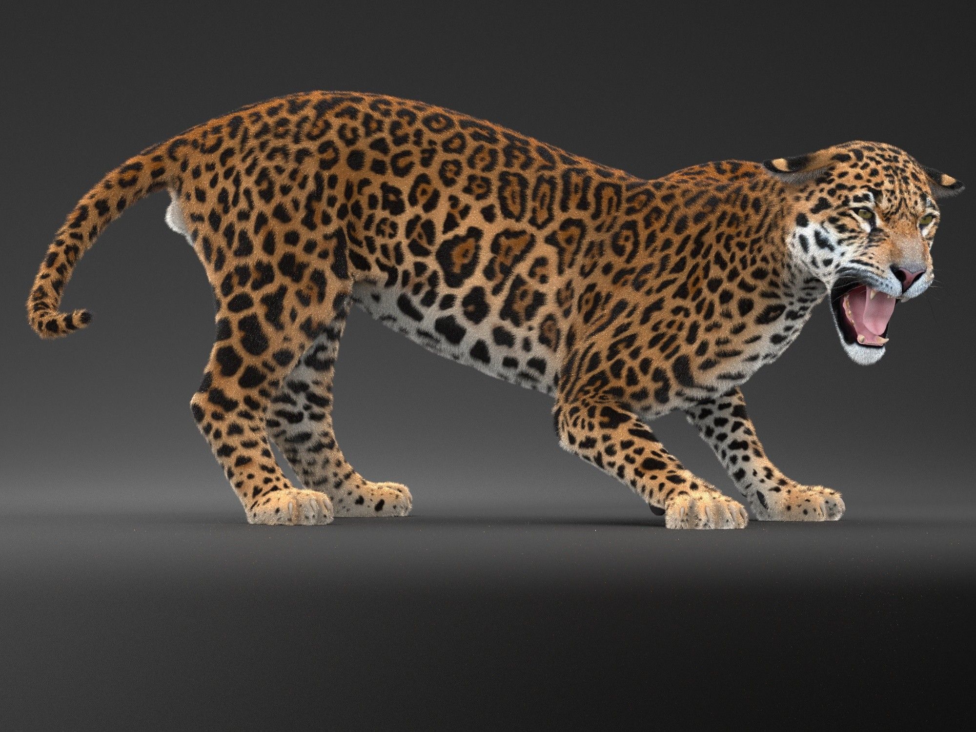 Panthera Onca - American Jaguar 3D model_5