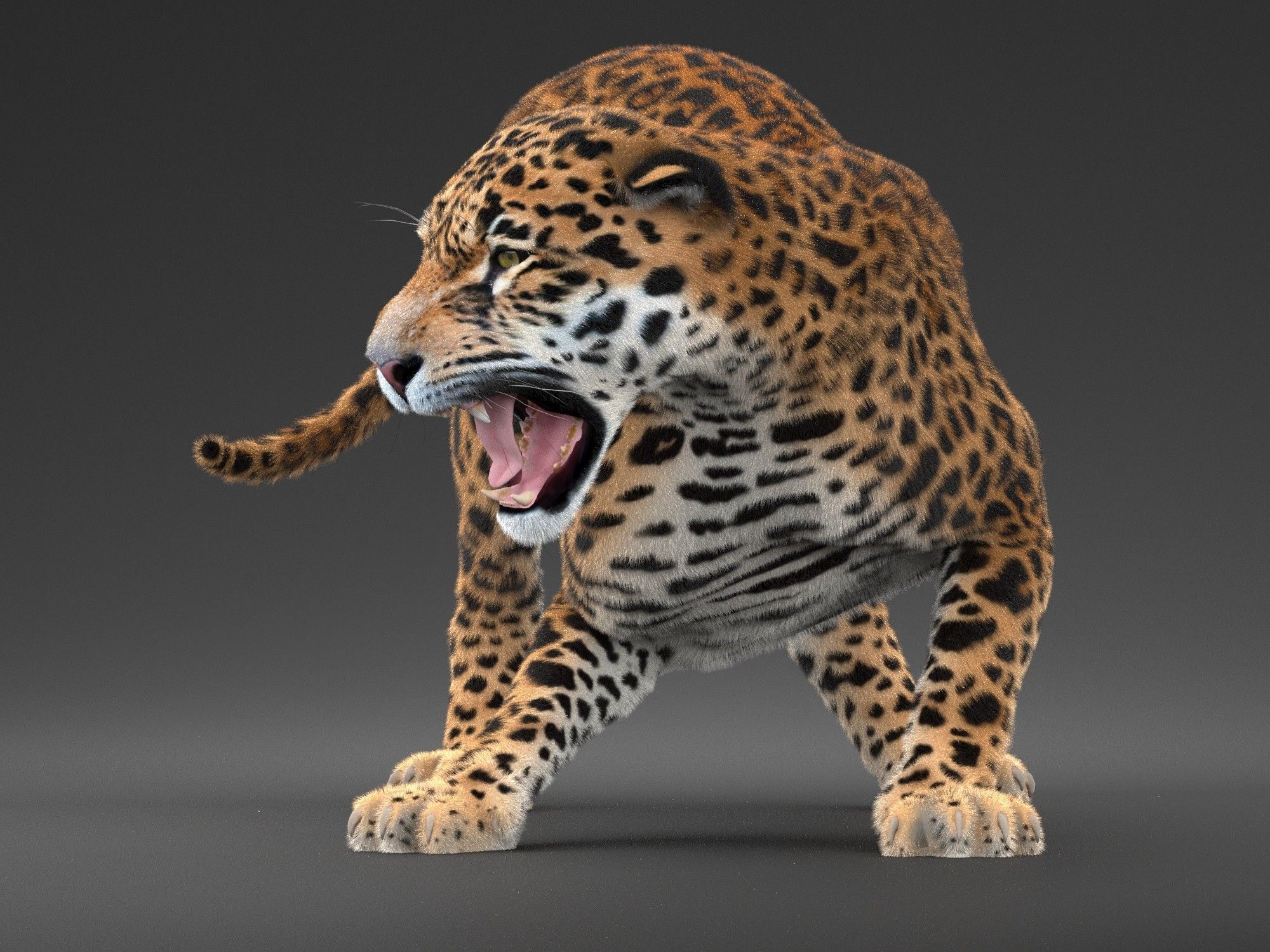 Panthera Onca - American Jaguar 3D model_12