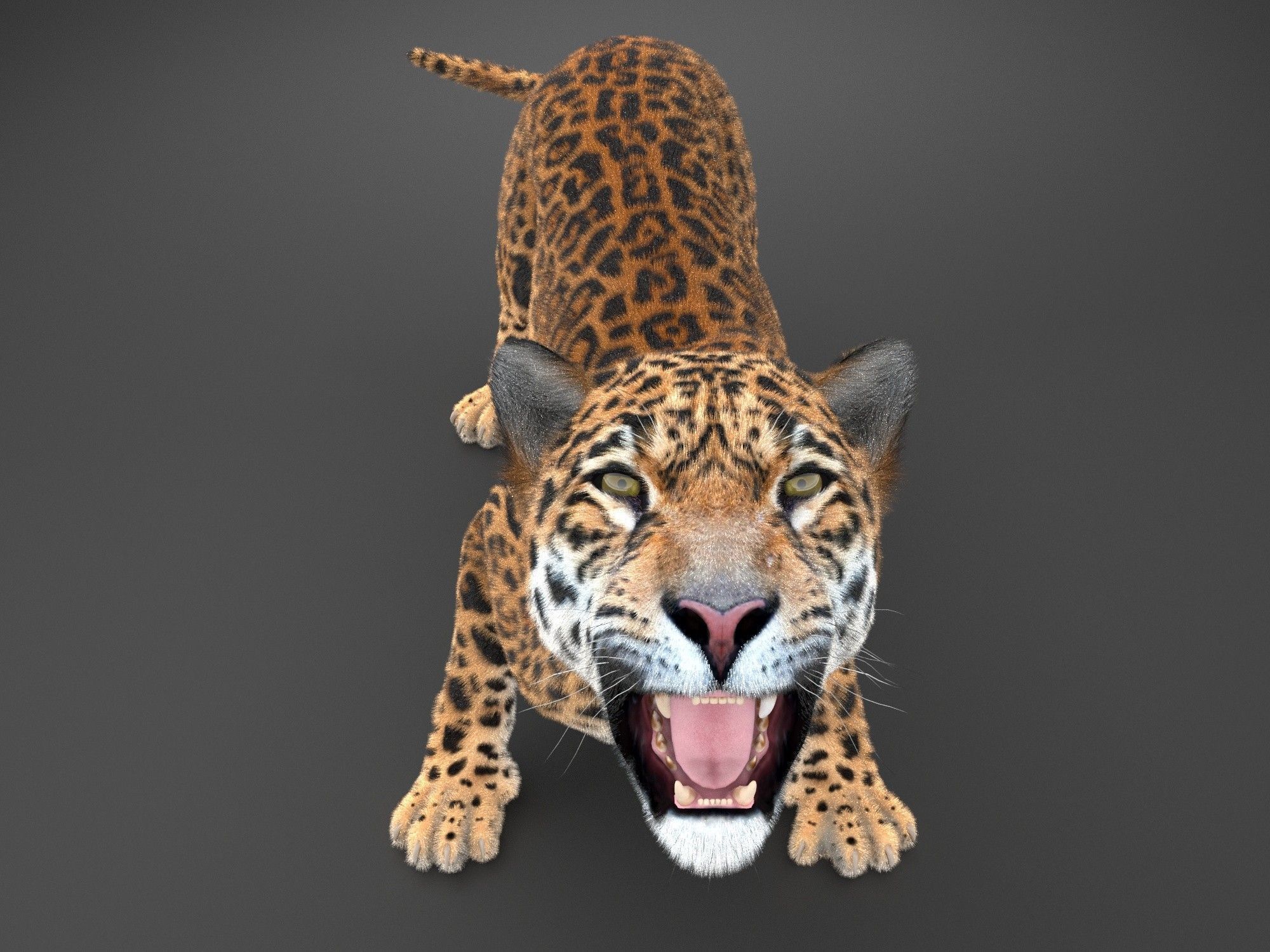 Panthera Onca - American Jaguar 3D model_3