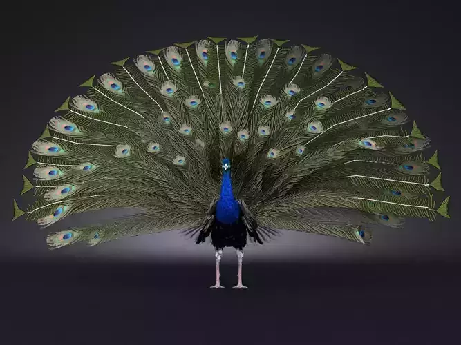 Peacock