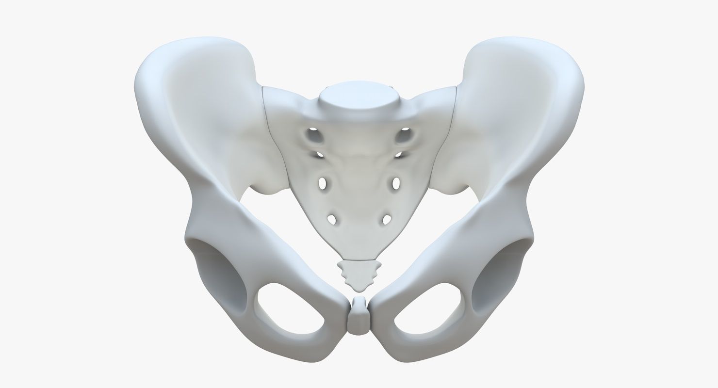 Pelvis without texture Low-poly 3D model_3
