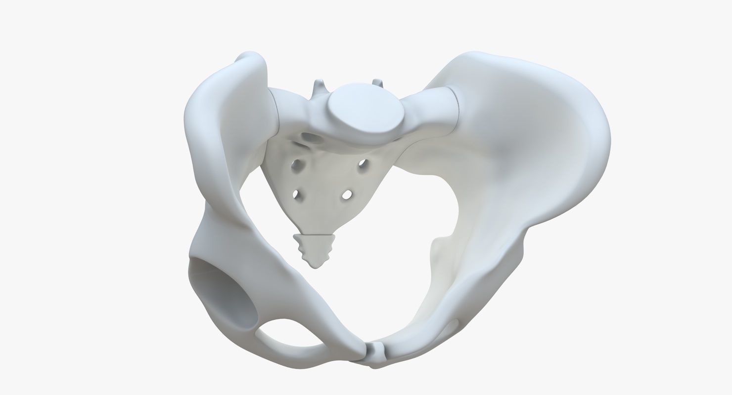 Pelvis without texture Low-poly 3D model_6