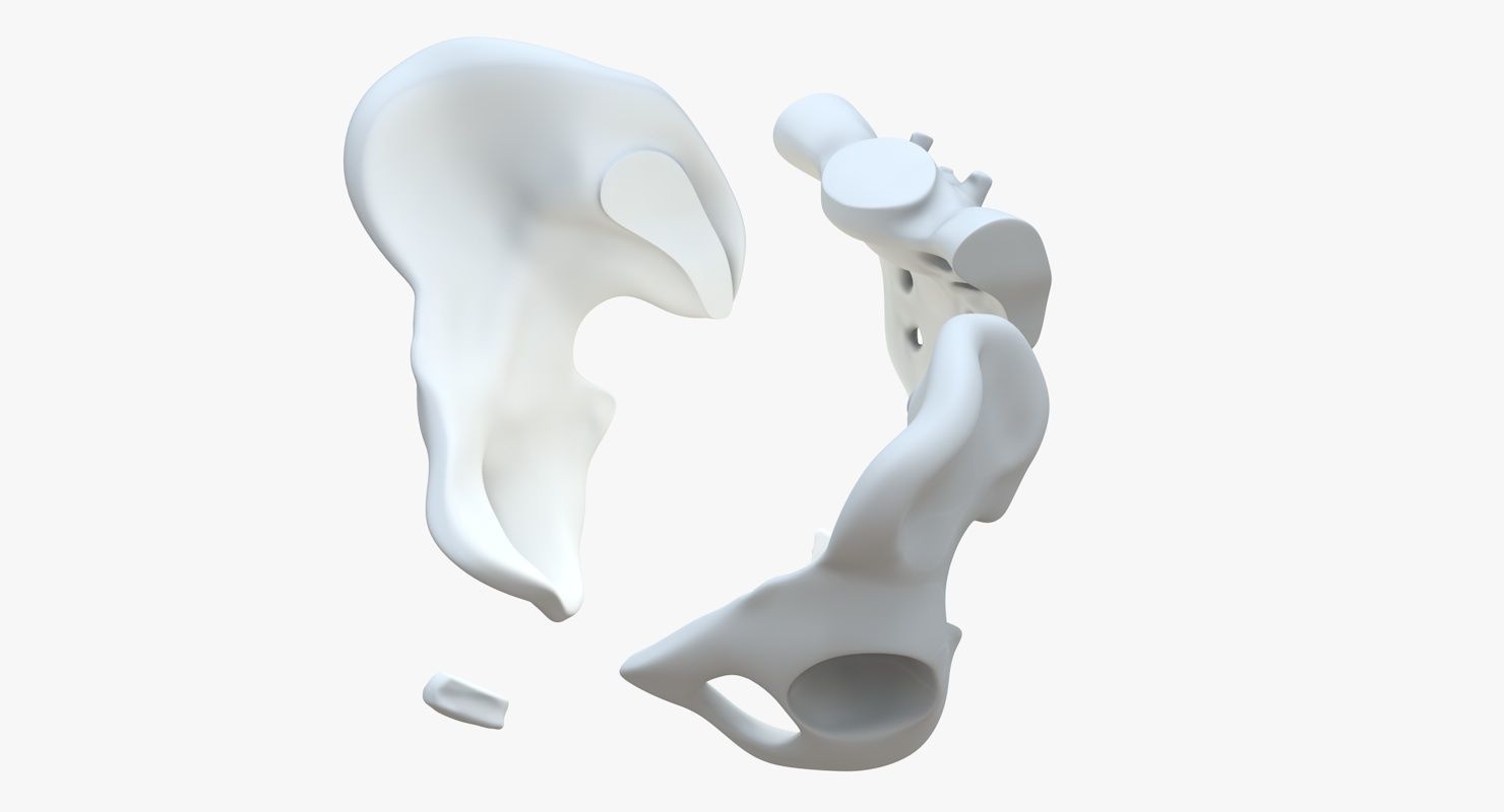Pelvis without texture Low-poly 3D model_10