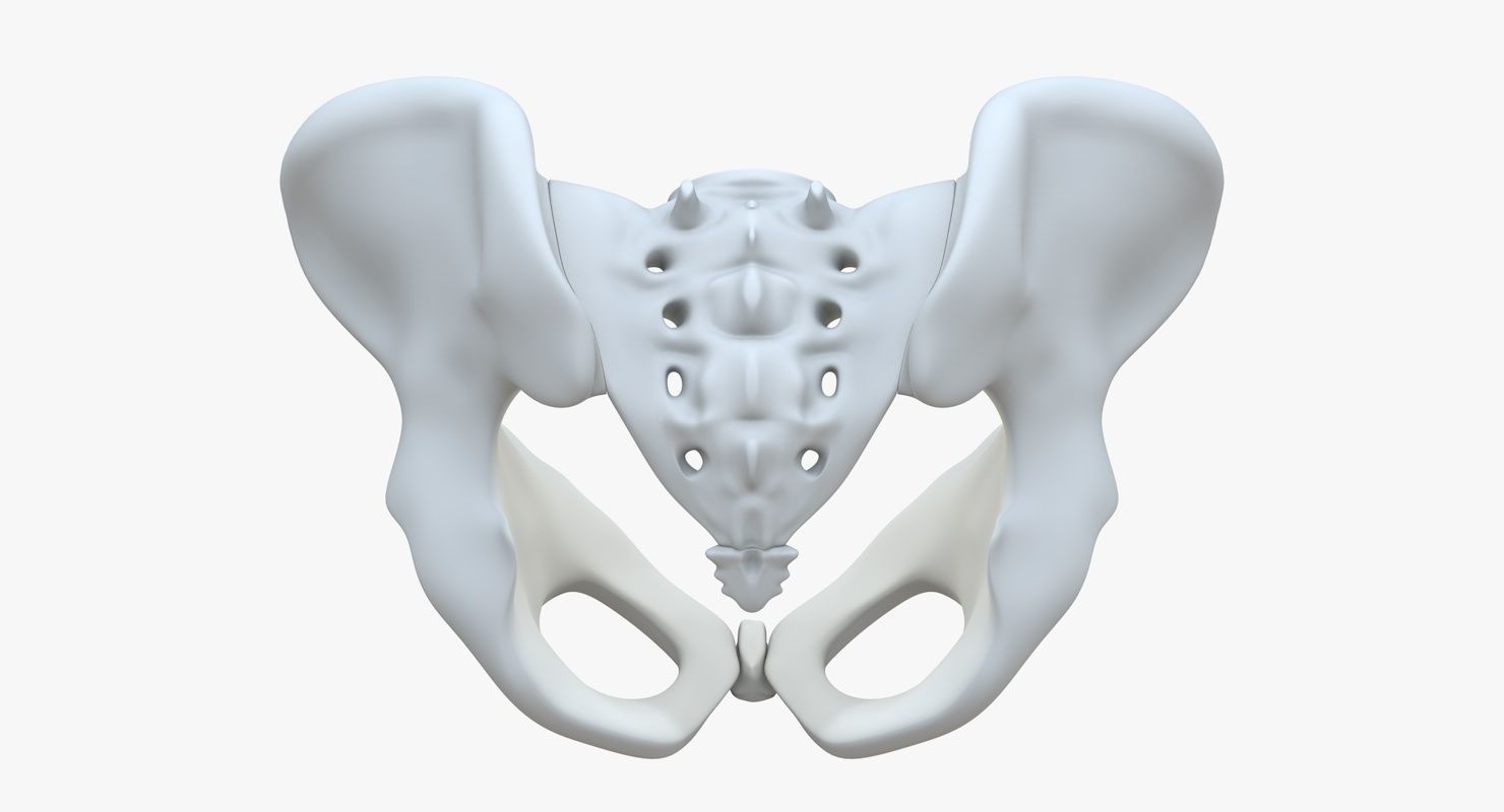 Pelvis without texture Low-poly 3D model_4