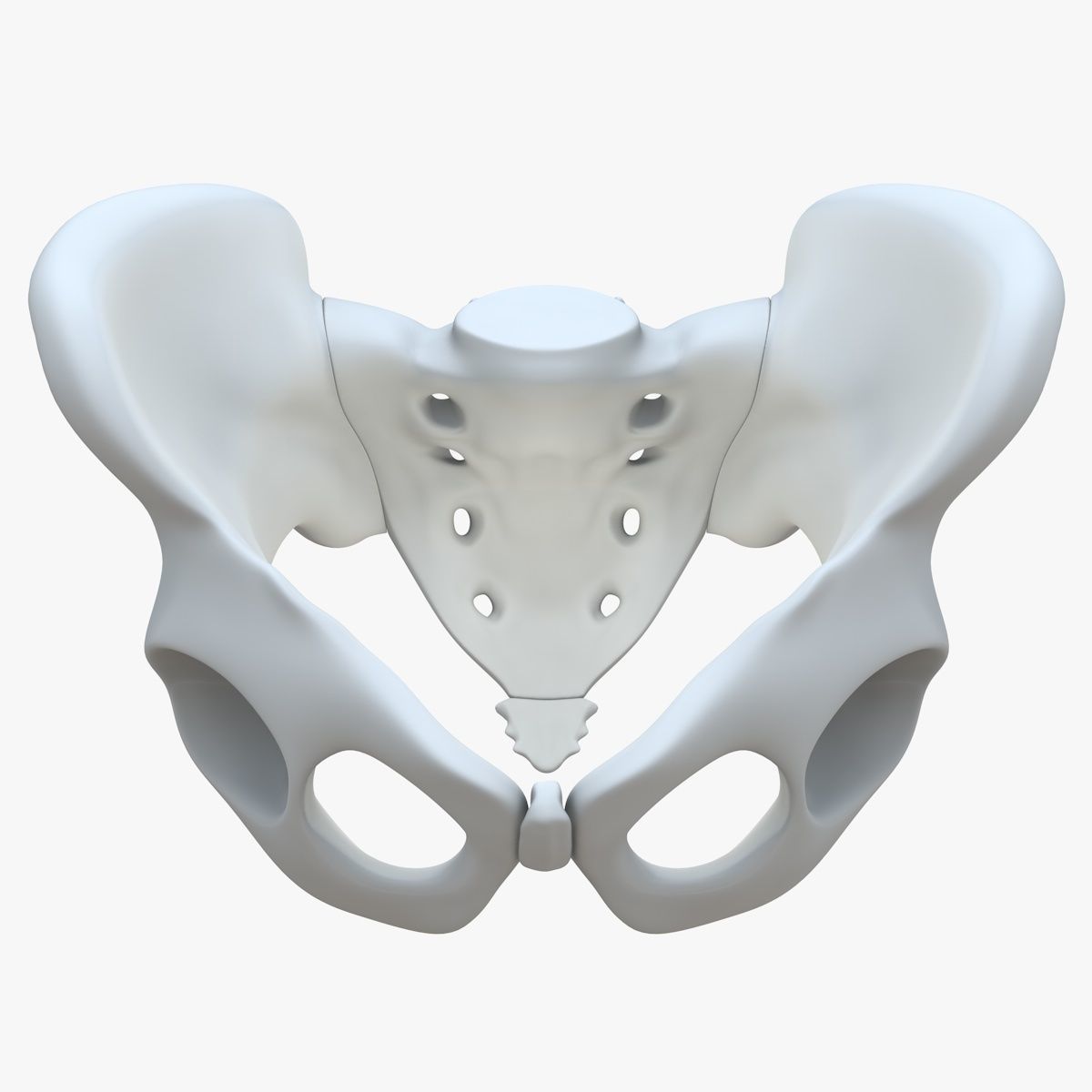 Pelvis without texture Low-poly 3D model_2