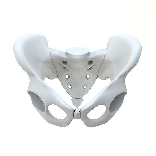 Pelvis without texture Low-poly 3D model