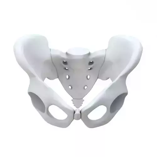 Pelvis without texture Low-poly 3D model