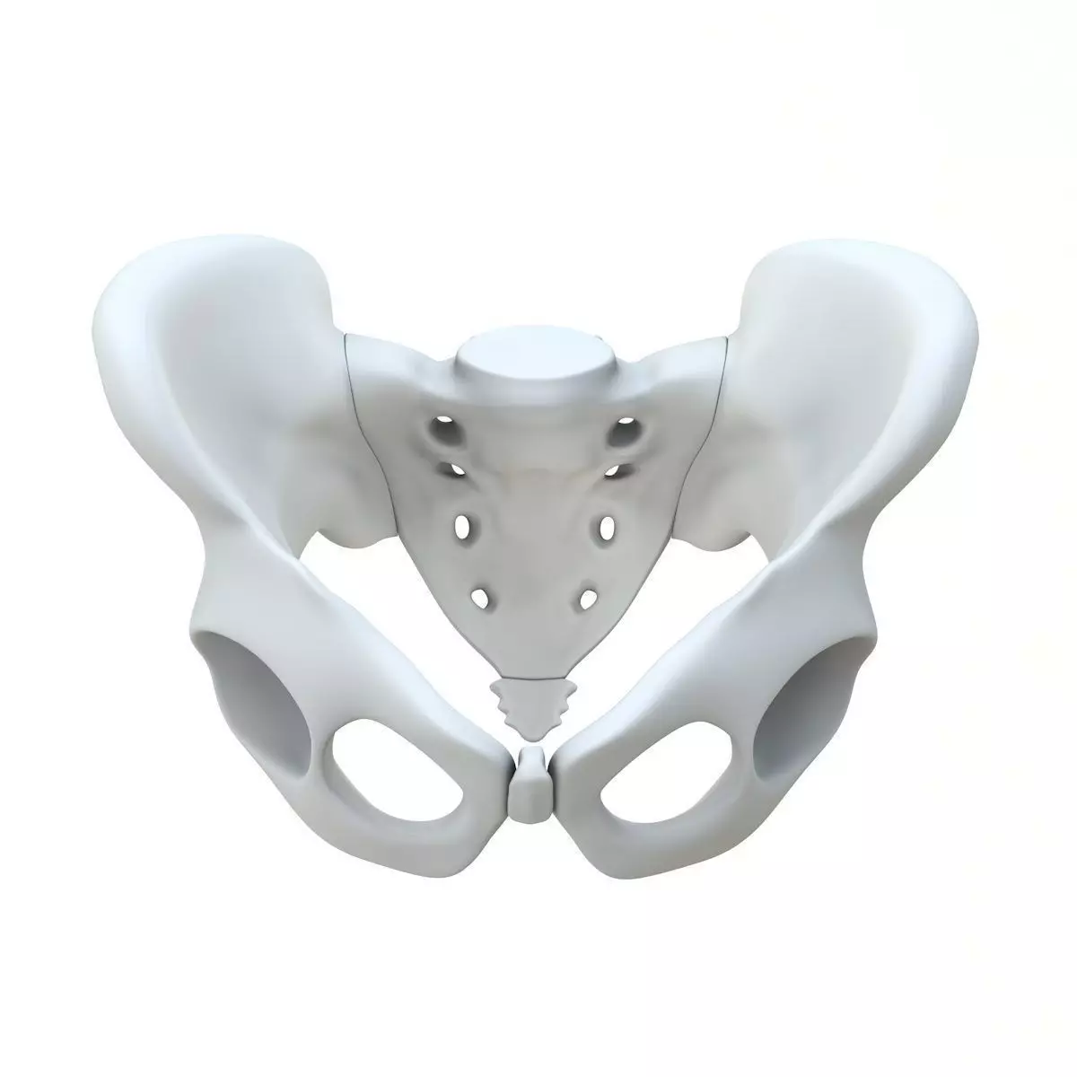 Pelvis without texture Low-poly 3D model_0