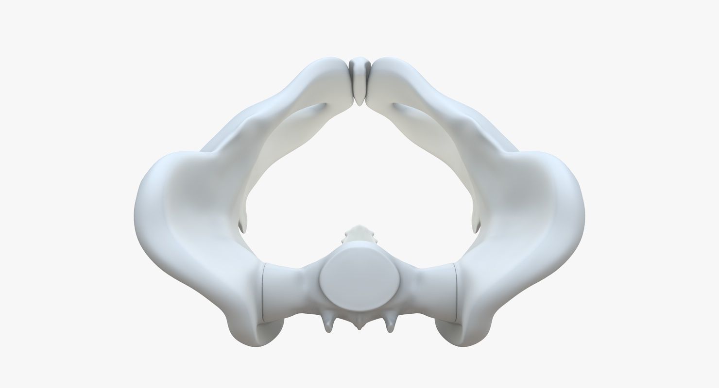 Pelvis without texture Low-poly 3D model_5