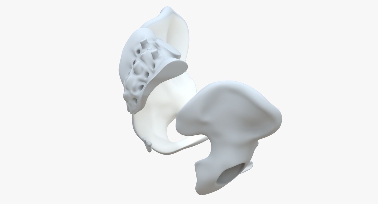 Pelvis without texture Low-poly 3D model_7