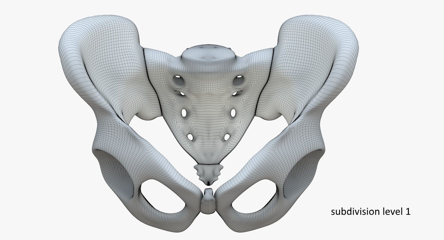 Pelvis without texture Low-poly 3D model_13