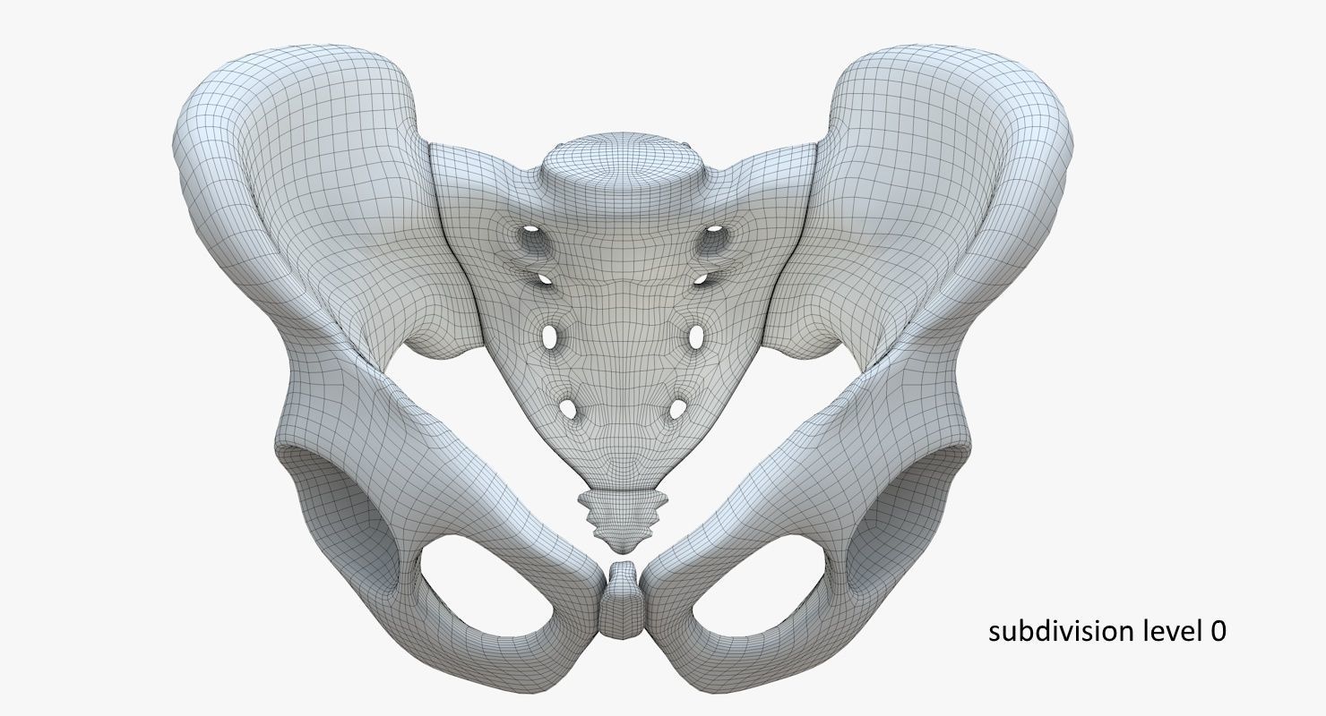 Pelvis without texture Low-poly 3D model_12