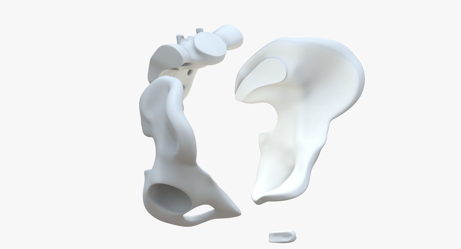 Pelvis without texture Low-poly 3D model_8