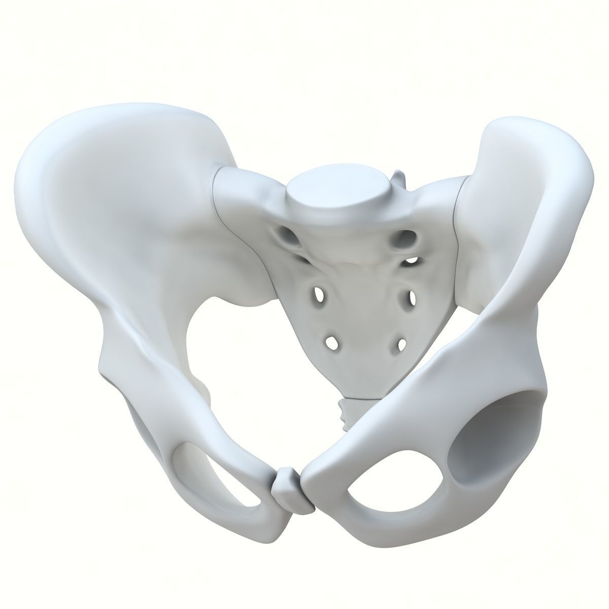 Pelvis without texture Low-poly 3D model_1