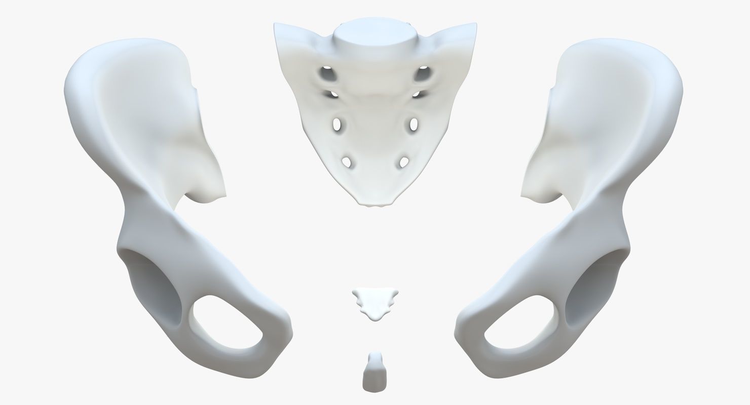 Pelvis without texture Low-poly 3D model_11