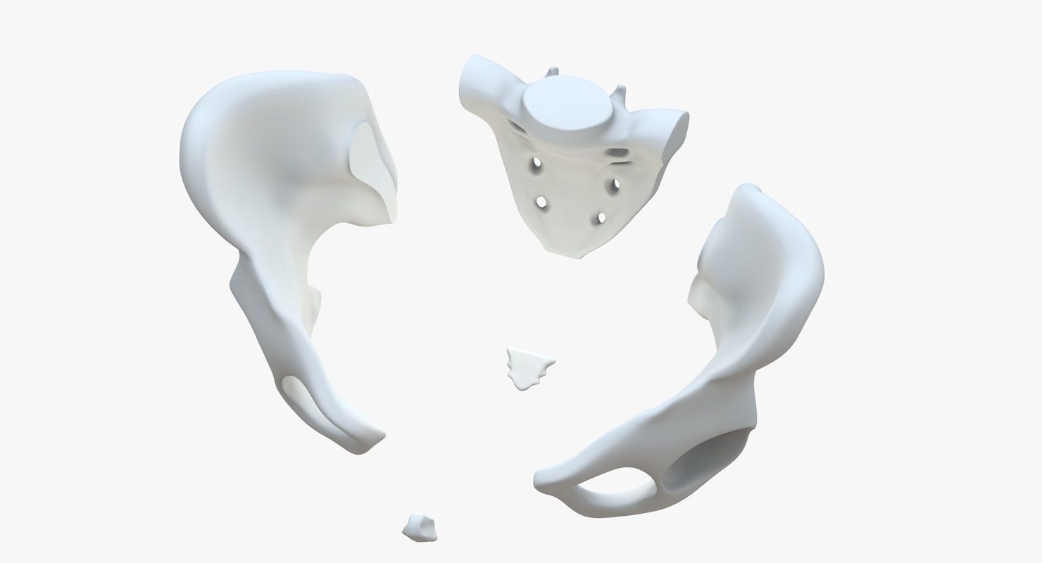Pelvis without texture Low-poly 3D model_9