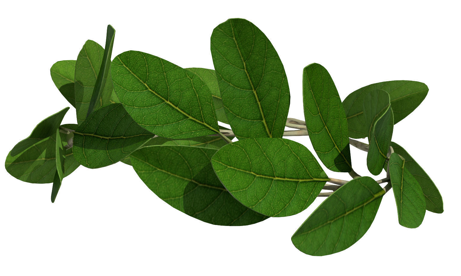 Laurel Wreath Low-poly 3D model_3