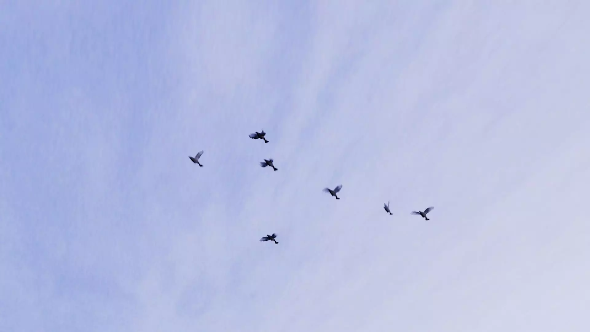 Background Birds Pigeon Flock Updated V5 -Animated - Low Poly Low-poly 3D model_0