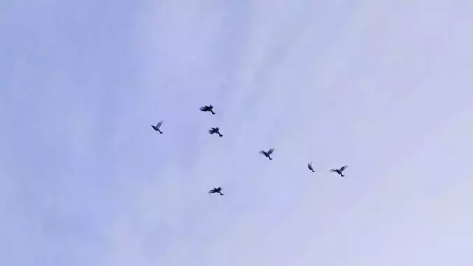 Background Birds Pigeon Flock Updated V5 -Animated - Low Poly Low-poly 3D model