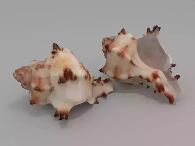 Seashell two conch shells 3D model