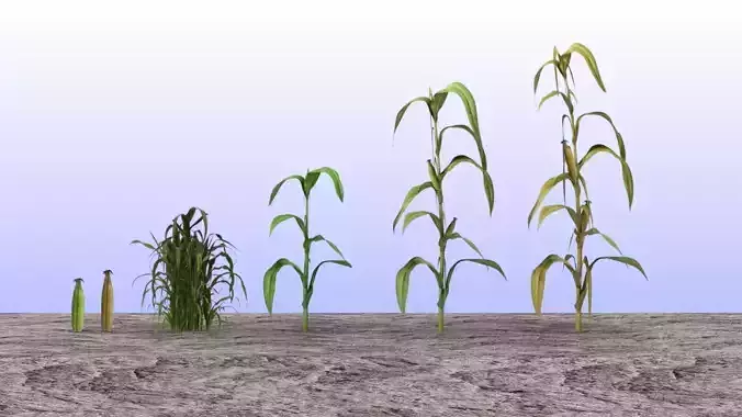 Maize set lowpoly corn plants