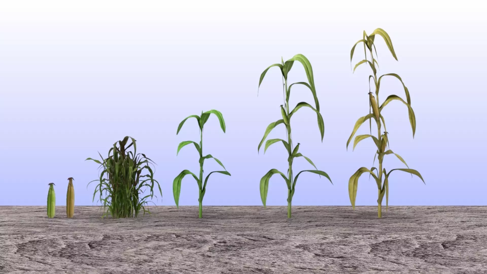 Maize set lowpoly corn plants Low-poly 3D model