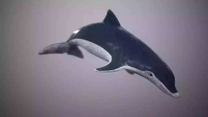 Dolphin