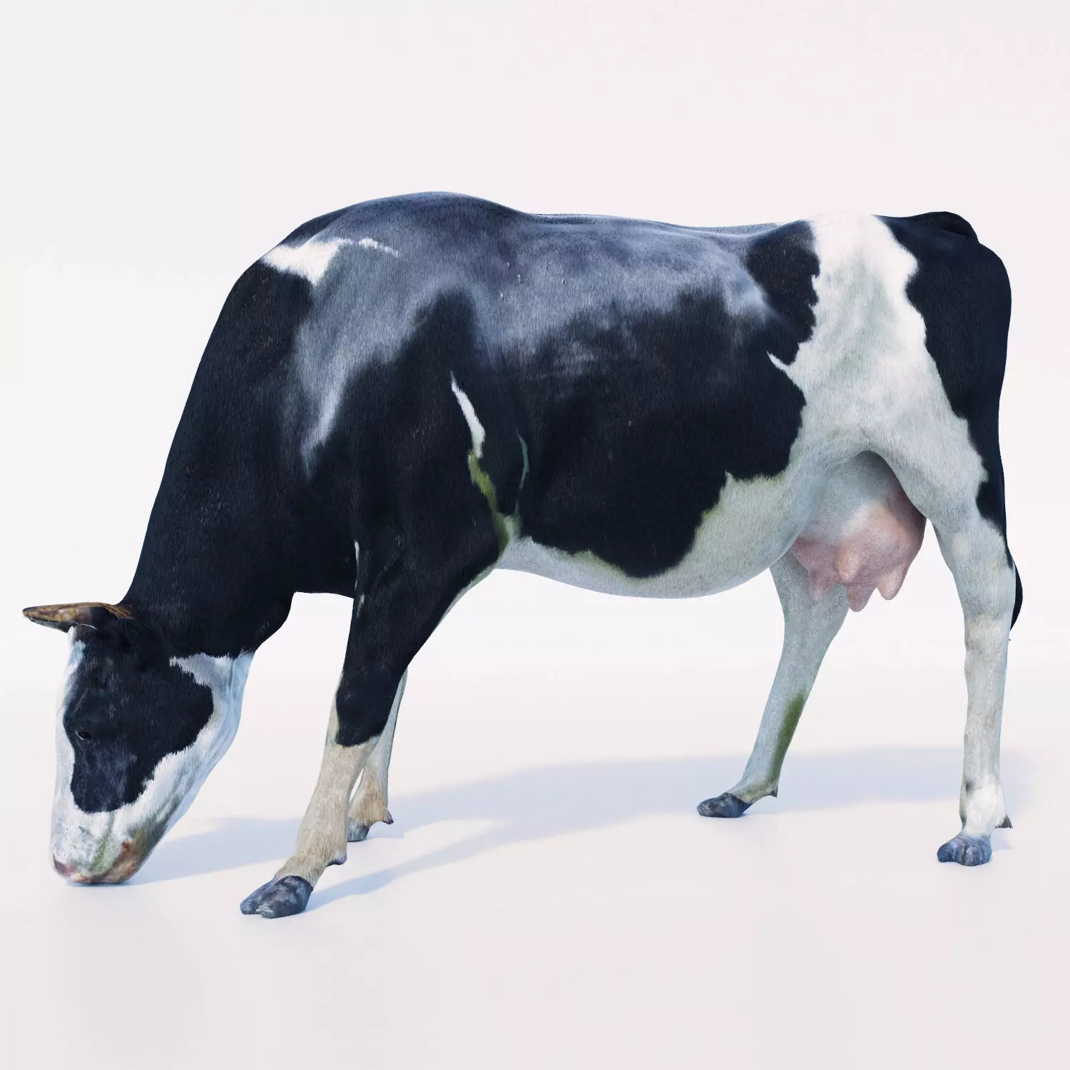 Cow Hair and Fur Low-poly 3D model