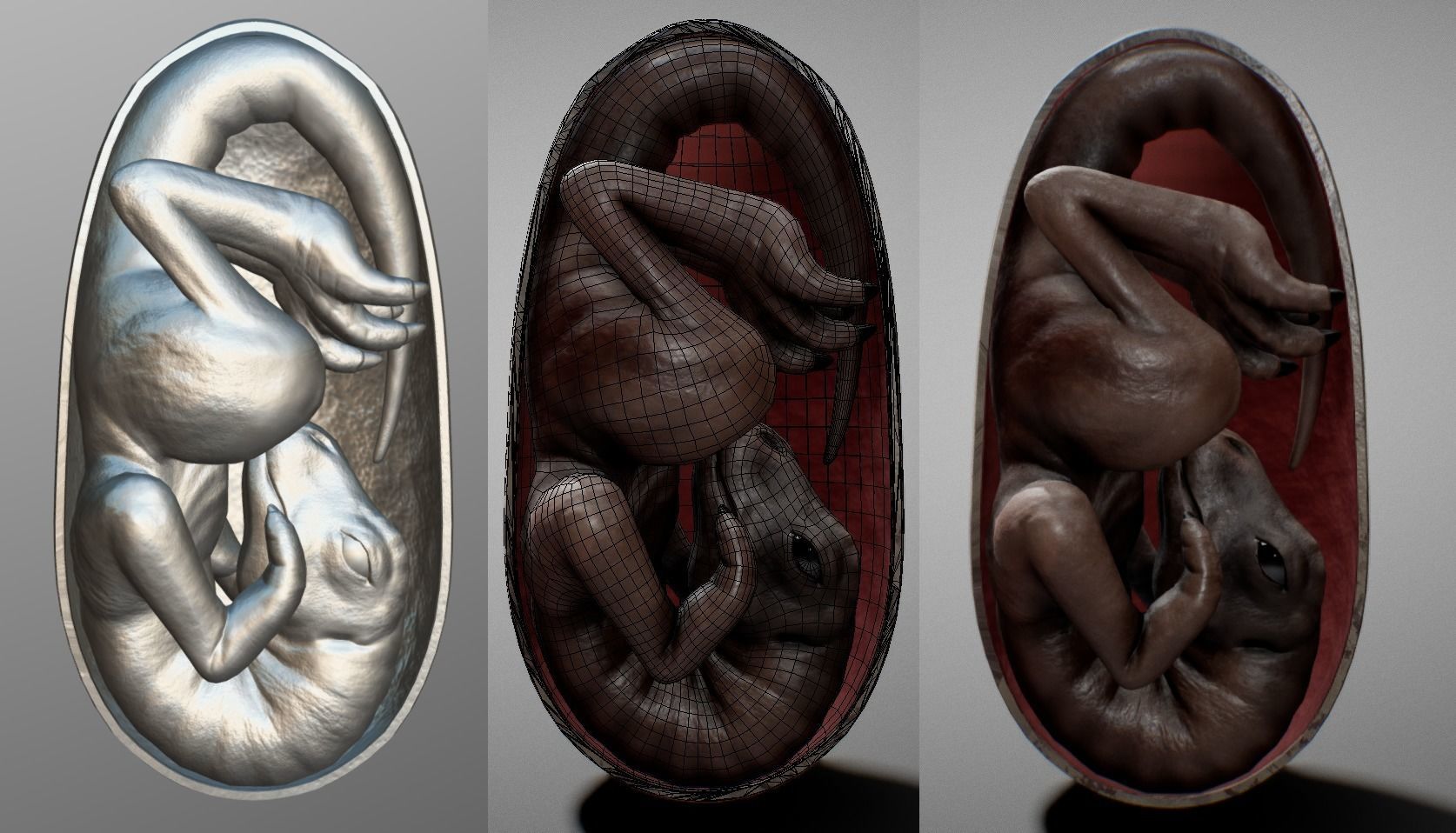 Dinosaur Embryo Low-poly 3D model_3