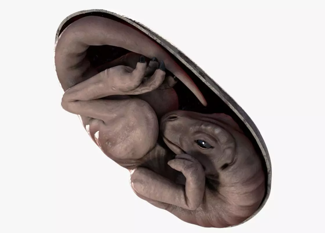 Dinosaur Embryo Low-poly 3D model_0