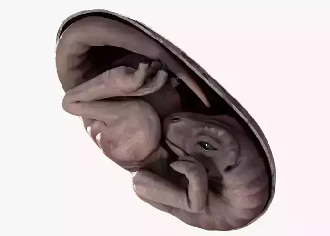 Dinosaur Embryo Low-poly 3D model