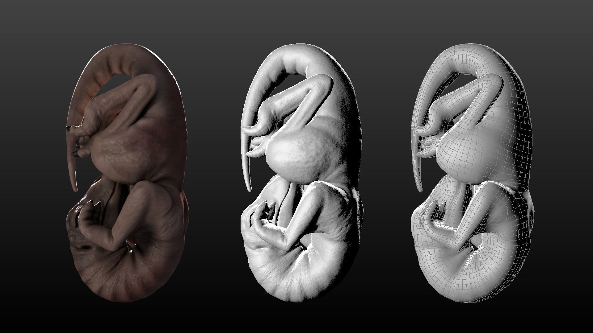 Dinosaur Embryo Low-poly 3D model_6