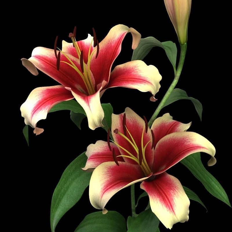 lily dark red 3D model_1