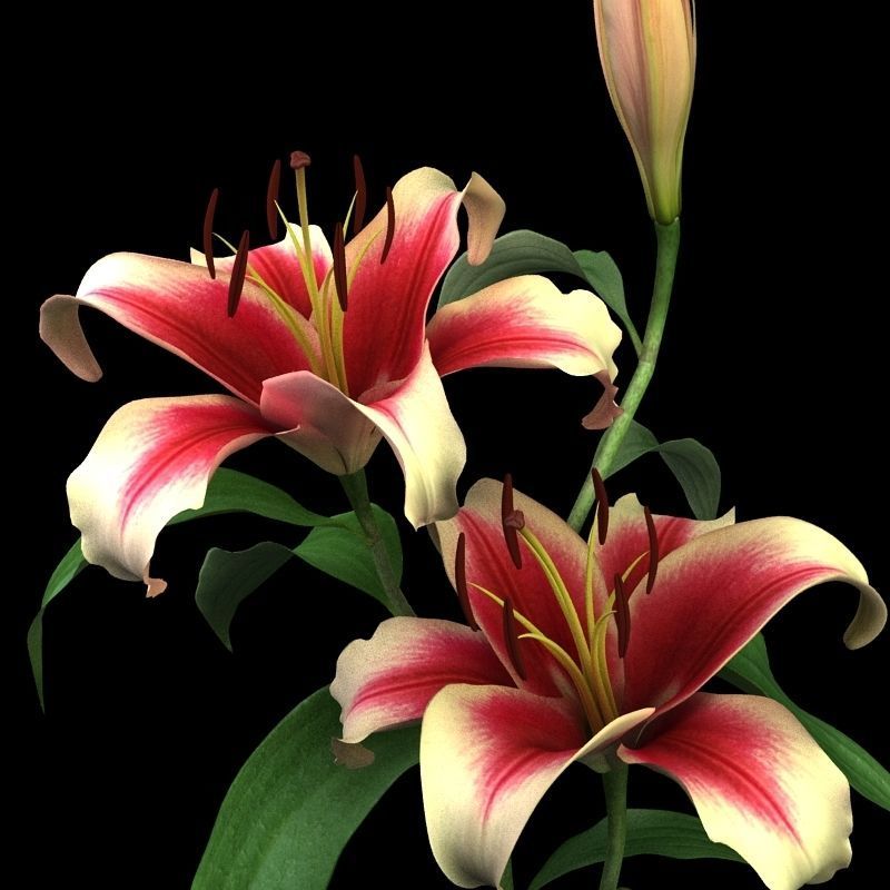 lily dark red 3D model_3