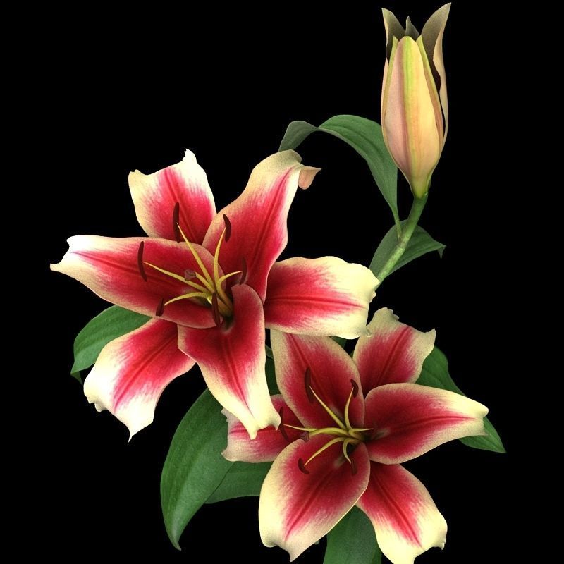 lily dark red 3D model_4