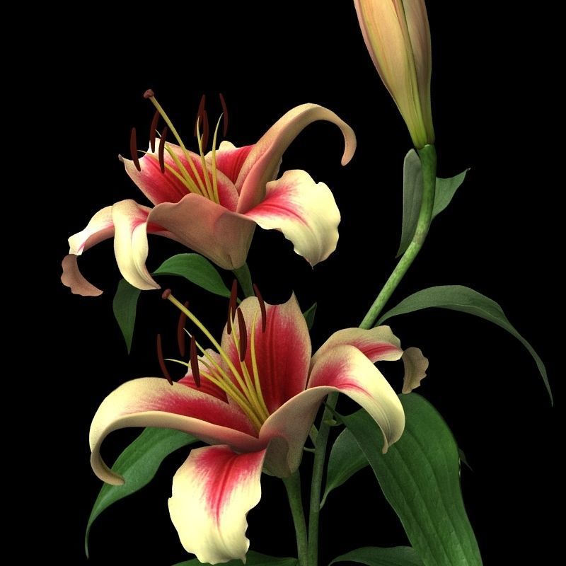 lily dark red 3D model_2