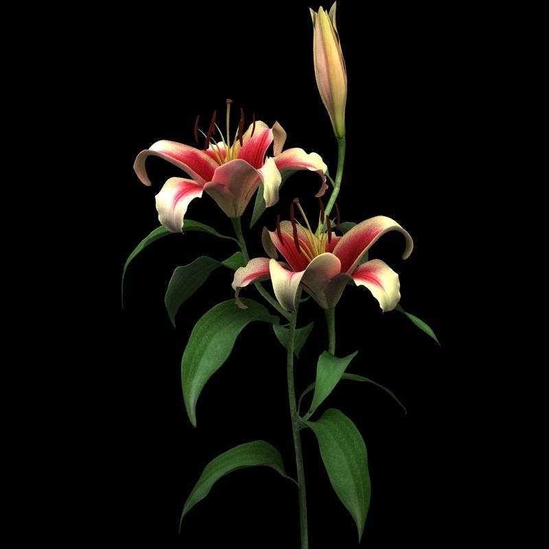 lily dark red 3D model_5