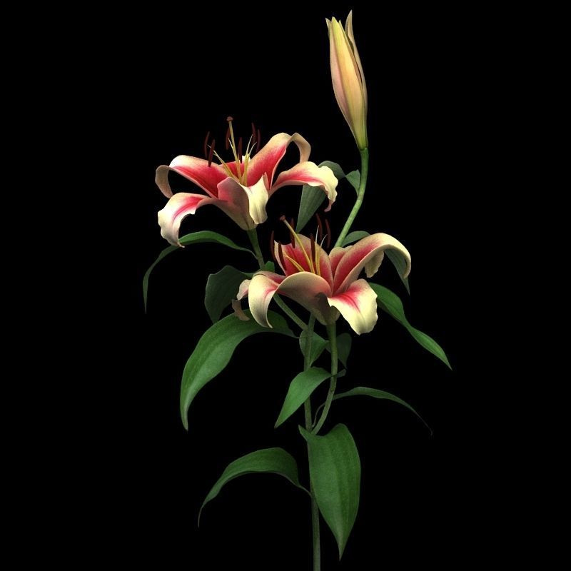 lily dark red 3D model_6