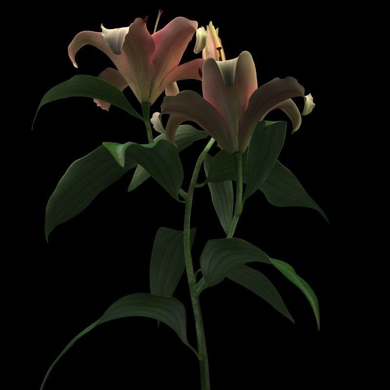 lily dark red 3D model_7