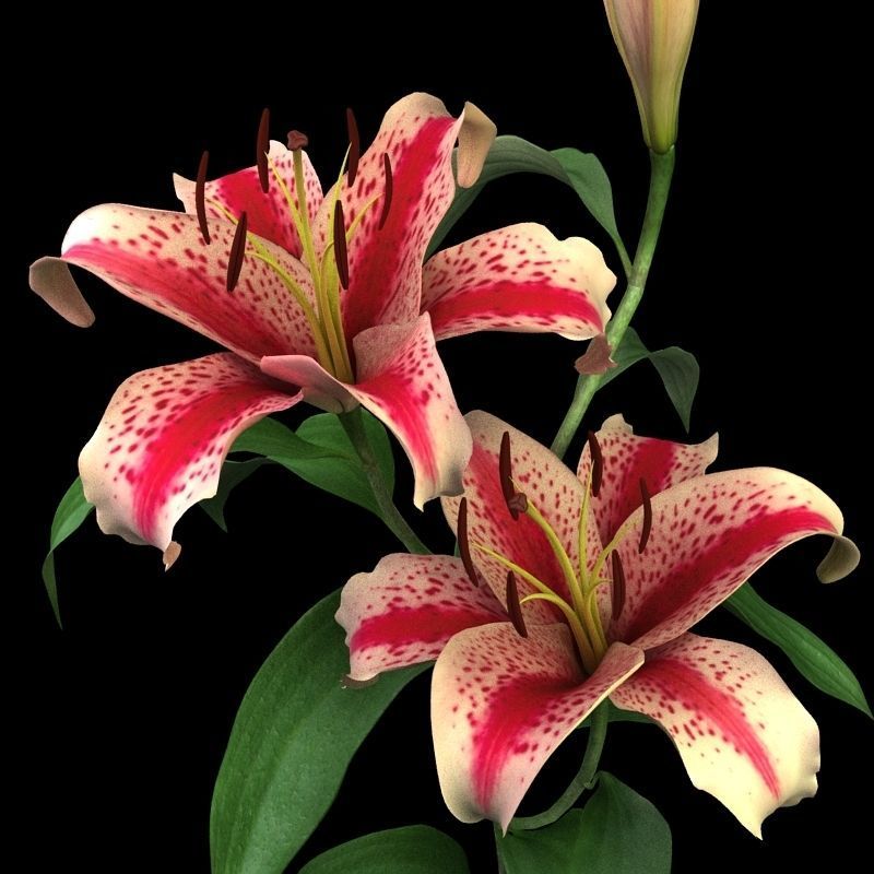 lily red spot
