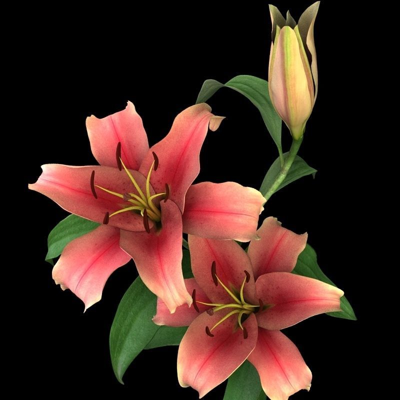 lily pink 3D model_5