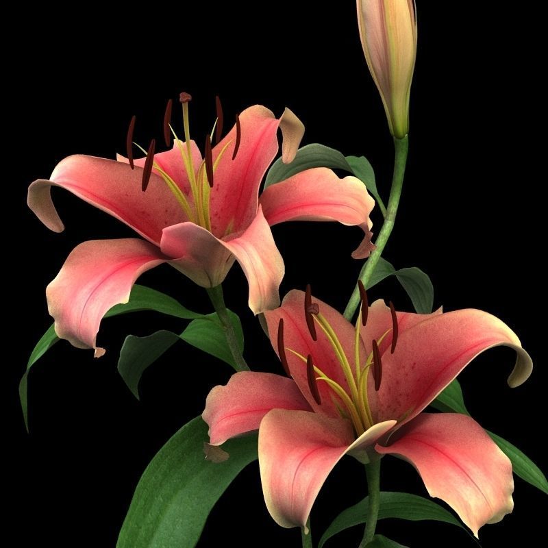 lily pink 3D model_4