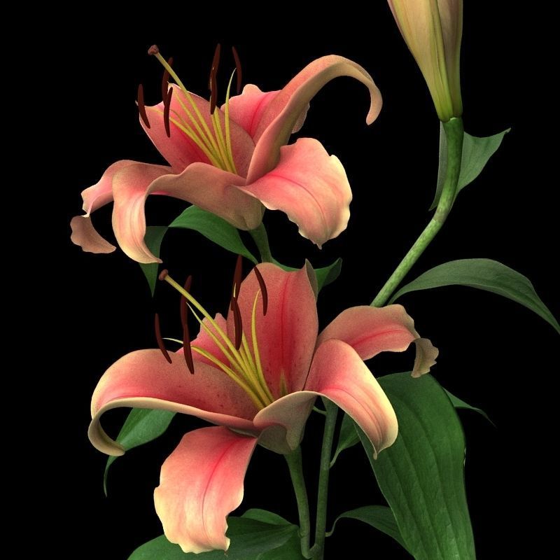 lily pink 3D model_3