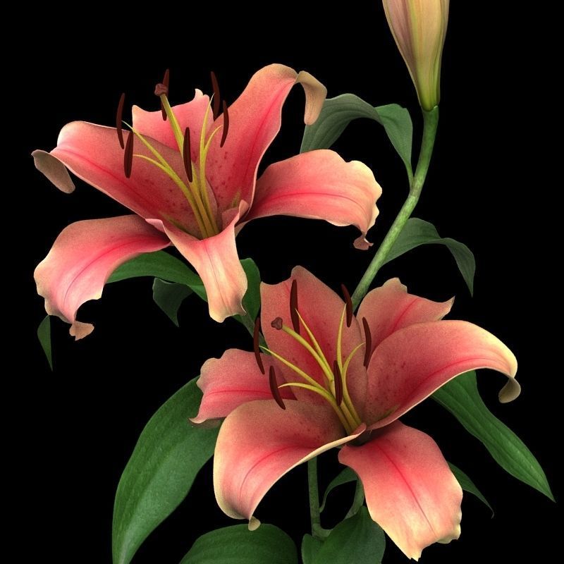 lily pink 3D model_1