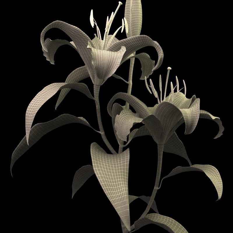 lily pink 3D model_10