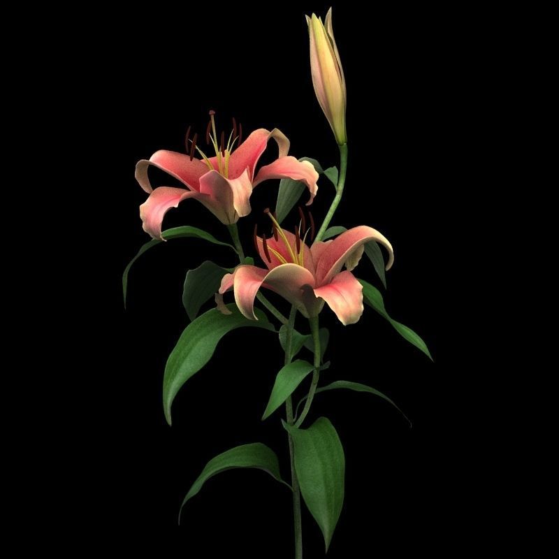 lily pink 3D model_7