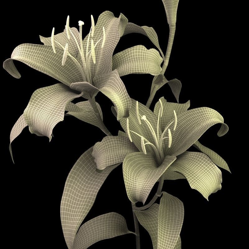 lily pink 3D model_9