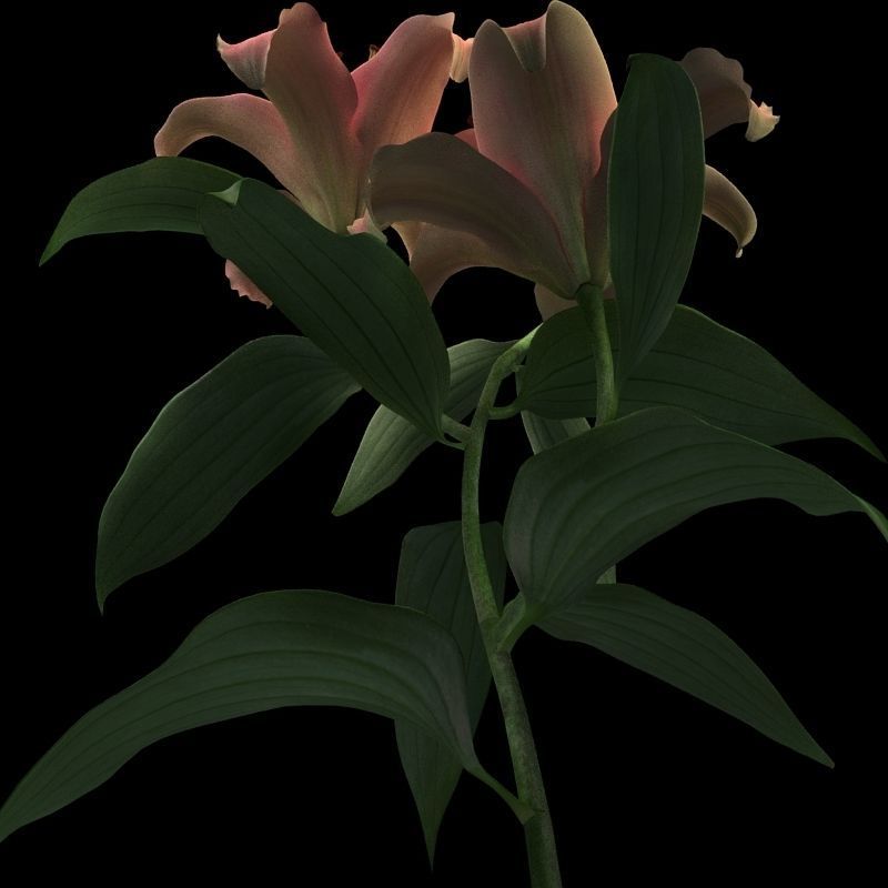 lily pink 3D model_8