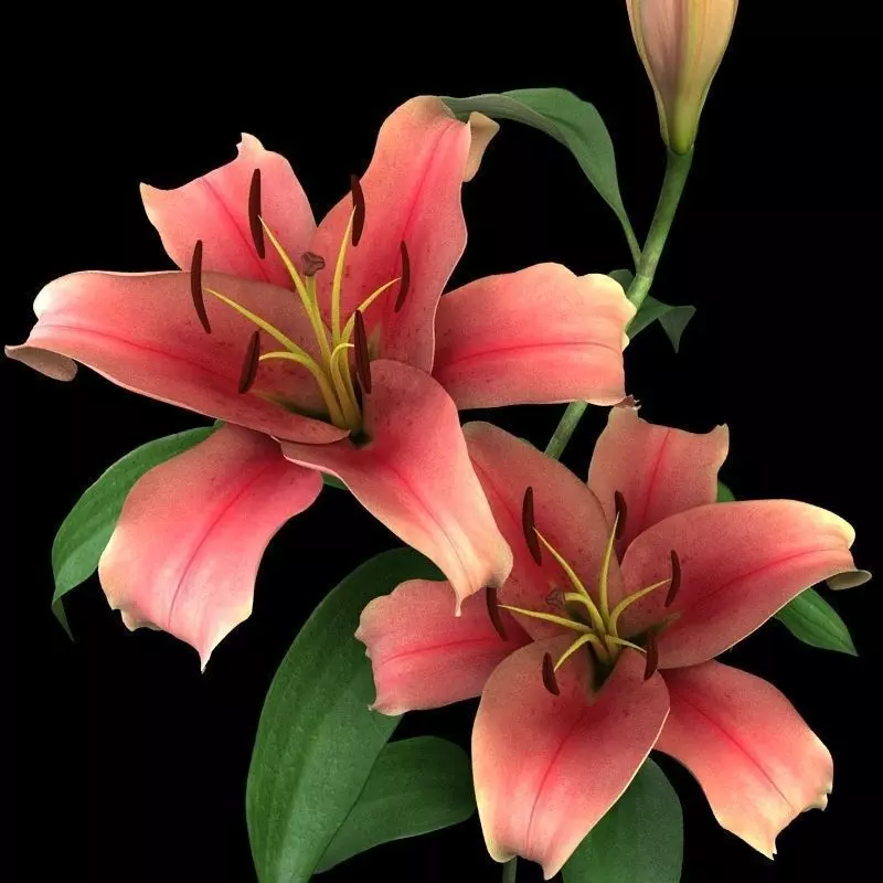 lily pink 3D model_0